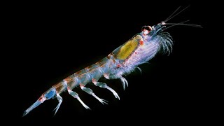 Antarctic Krill What do Southern Oceans “omegafauna” eat amp how will they fare in a high CO2 world [upl. by Airamalegna531]