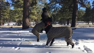 German Shorthaired Pointer Snow Play Flagstaff Dog Snowsuits [upl. by Kerrison]