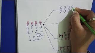 pi molecular orbital energy level diagram of 13butadiene [upl. by Mackenie804]