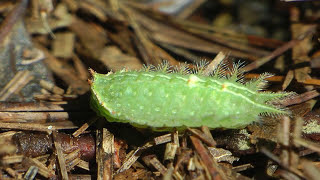 Crowned Slug Moth in Sudbury MA [upl. by Aihtnamas]