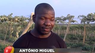 Angola Magazine  Kwanza sul Produção de uva [upl. by Theo]