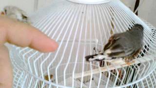 Hand raised zebra finches love to cuddle [upl. by Nylissej]