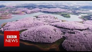 Drone captures stunning China blossoms  BBC News [upl. by Curley]