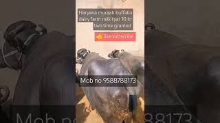 Haryana muraah buffallo sale milk tyar 10 ltr murrahbuffelos haryana farmanimals viralreelslike [upl. by Xena]