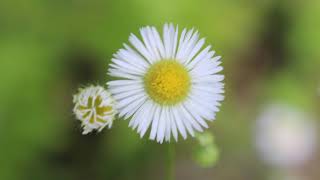 DAISY FLEABANE [upl. by Htez815]