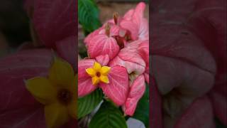 Mussaenda erythrophyllaনাগপল্লীmussaenda flowers birdschirping shortvideo [upl. by Selene]