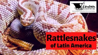 Venomous Snakes Spotlight  Rattlesnakes of Latin America [upl. by Attelliw]