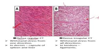 PRACTICAL HISTOLOGY 11 CT types [upl. by Natsirc262]