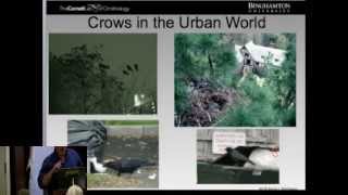 Cornell Lab To Know the Crow [upl. by Otis816]