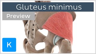 Functions of the gluteus minimus muscle preview  Human Anatomy  Kenhub [upl. by Bucky394]