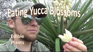 How to Pick and Eat Yucca Blossoms [upl. by Dnalkrik]