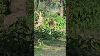 beautiful deer  Forest Vibes shorts short viral corbett landslide [upl. by Moulden]