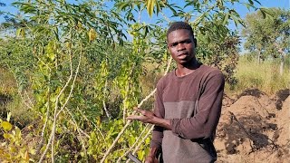 je cultive ligname et le manioc dans le même champ voici ma technique [upl. by Sethrida]