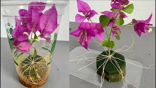 The easiest and simplest way to propagate bougainvillea branches in the world  Not everyone knows [upl. by Ressan]