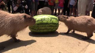 カピバラのジャンボスイカタイム Capybara VS Huge watermelon [upl. by Balac]