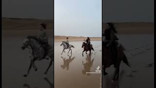 Horses galloping on the beach ❤️🐴 [upl. by Alyahc]