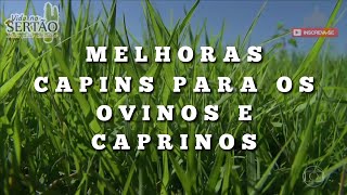 QUAL O MELHOR CAPIM PARA OVINOS E CAPRINOS  24102021 [upl. by Watkins]