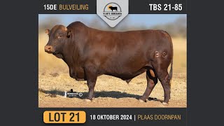 Lot 21  Vlakte Bonsmara Bulveiling  18 Okt 2024 [upl. by Christiane]