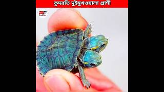 আল্লাহর কুদরতি দুই মুখওয়ালা প্রাণী 😲 Two headed Creatures shorts animals facts [upl. by Farrish]