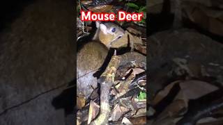 Mouse Deer  Singapore [upl. by Lilaj]