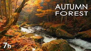 Autumn Forest  River Sounds  Relaxing Nature Video  White Water  HD  1080p [upl. by Rockwood205]