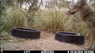 Mar 31 2024 Coyote antics and some cats [upl. by Mixam398]