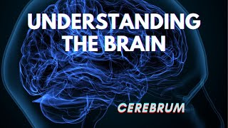 Understanding The Brain  CEREBRUM  Part 1  Human Brain  JUST KNOW [upl. by Niltiak75]