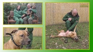 Hundevermittlung  Dezember 2013  Januar 2014 Tierheim Hannover TV [upl. by Omari]