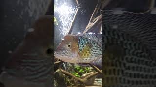 MonsterfishGreen terror cichlid bigcichlids aequidens rivulatus greenterror american aquarium [upl. by Slifka]