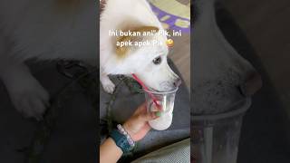 Makan ice cream di Pik yuk 😘 youtubeshorts viralvideo shorts short doglover [upl. by Harlan975]