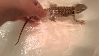 How to PROPERLY Give your Bearded Dragon a Bath [upl. by Cordova]