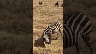 Ngorongoro Crater Tanzania animals wildlife nature [upl. by Vedis]