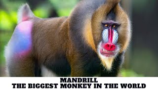 Mandrill  The Biggest Monkey In The World [upl. by Llen]