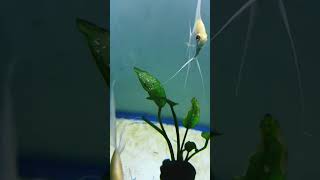 Albino dantum laid eggs  NFS  shorts youtubeshorts short [upl. by Airekat]