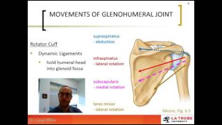 3 Glenohumeral Joint Movements amp Innervation [upl. by Stilla]