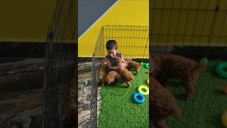 Dog ₹puppies puppys puppy poodel Chennaidog giftsdoge surprisedog cutepu🌍🌎🌏worldestsmall [upl. by Lipski]