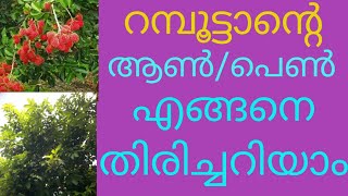 റമ്പൂട്ടൻ്റെ ആൺ പെൺ തൈ എങ്ങനെ തിരിച്ചറിയാം How To identify RAMBUTAN male and female seeding s [upl. by Bloch]