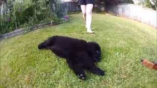 Newfie puppy and Bernese Mountain dog playing [upl. by Ernest]