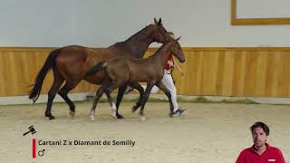 Utani SPS Cartani Z x Diamant de Semilly [upl. by Haldes]