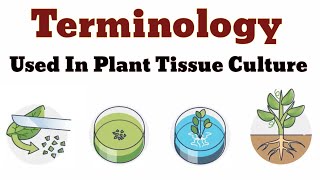 Terminology Used In Plant Tissue Culture  Lec 03 [upl. by Brenner918]