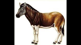 Prehistoric Information Hagerman Horse [upl. by Far]