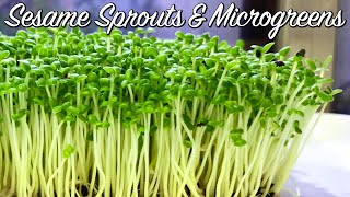 How to Grow Sesame Sprouts amp Sesame Microgreens  No Drain Tray Method 微绿芝麻菜芽 [upl. by Laet]