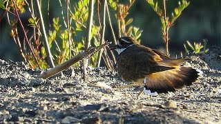 Killdeer Calling Charadrius vociferus  Killdeer Trill Call [upl. by Trocki972]