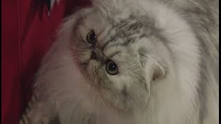 Persian Cats Meet the Breed with Petco [upl. by Salli856]