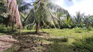 FARM LOT FOR SALE Pangyan Calinan Davao City 7000sqm [upl. by Berthoud446]