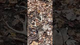 I didn’t do it… whitetails shedhunting whitetaildeer publicland [upl. by On]