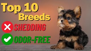 No More Fur Everywhere Discover 10 Non Shedding Dogs That Keep Your Home Clean [upl. by Mario]