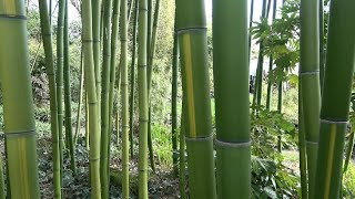 5 Bamboo Giants  Bamboo Nursery Kimmei [upl. by Jim]