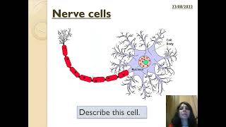 KS3 Specialised cells and their special adaptation features [upl. by Breban]