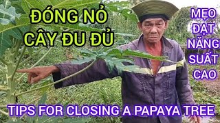 MẸO ĐÓNG NỎ CÂY ĐU ĐỦ ĐẠT NĂNG SUẤT CAO TIPS FOR CLOSING A PAPAYA TREE422  Giải Trí Miền Tây [upl. by Etoile767]